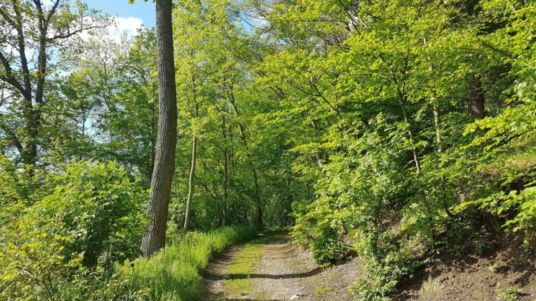 Rein in den Wald nach 300 m