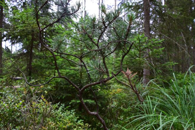 Eiszeitrelikt Spirke in der Bayrischen Au