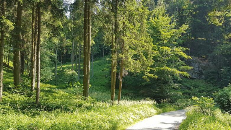 Der weitere Weg wird von Fichten dominiert