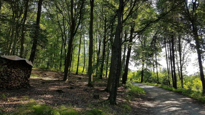 Durch einen sonnendurchfluteten Laubwald (falls die Sonne scheint) kommen wir höher