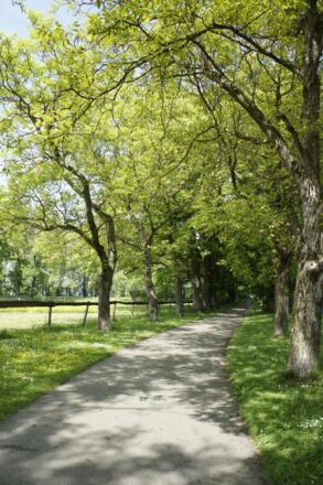 Weg von der Abtei Mehrerau wieder zurück zum See