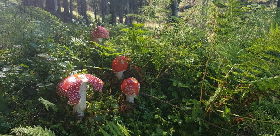 Zur Schwammerlzeit - Augen auf!