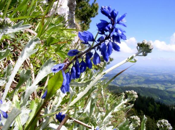 Blumen am Verbingungsgrat Steineck-Trapez um 1390m