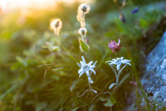 Edelweiss auf dem Weg zur Kanisfluh