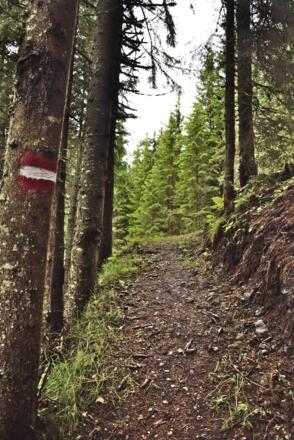 auf Waldwegen unterwegs