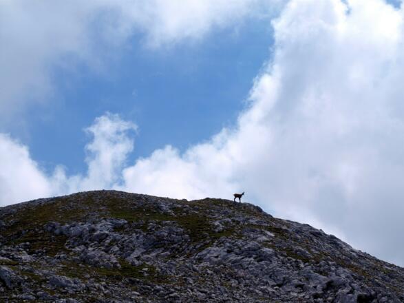 Gams am Windischkopf Nord 2252 m