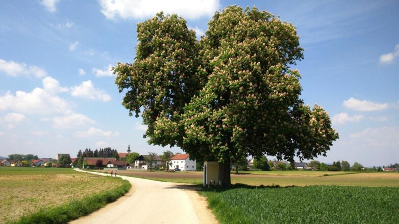 Kastanienbaum mit Marterl vor Annaberg