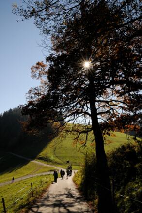 Wiesen und Wald – typische Landschaft am Pfänder.