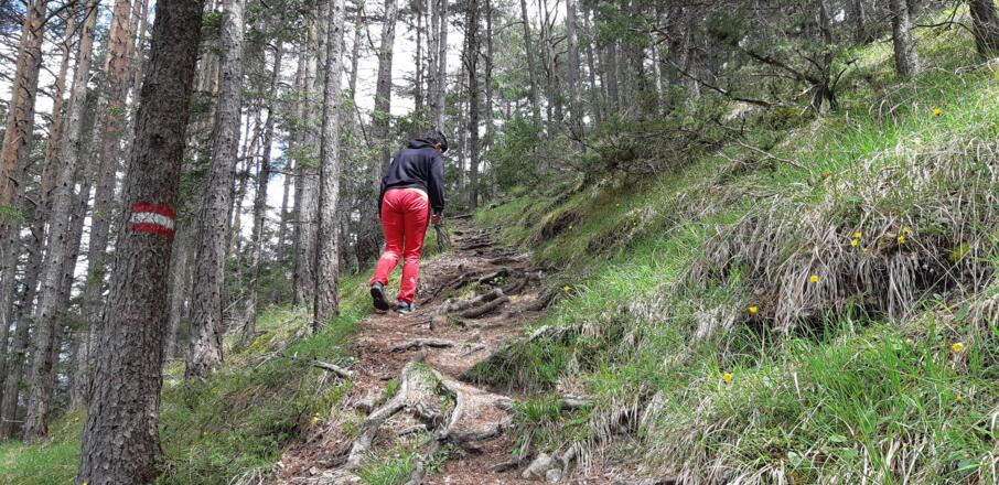 Steil, schmal, ohne Absturzgefahr - der Steig nach Wildeben. 