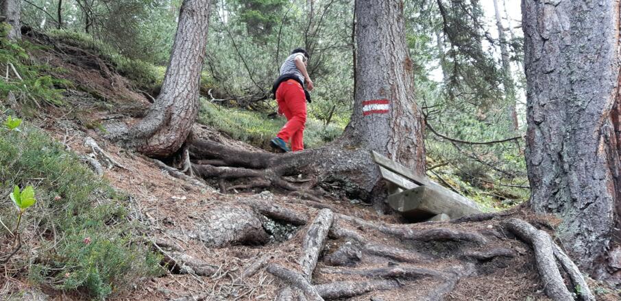 .... durch den Bergwald.