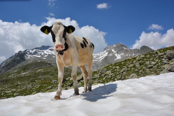 Kuh am Pfitscher Joch