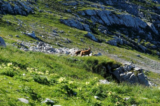 Gams mit Jungem auf ca. 2000m