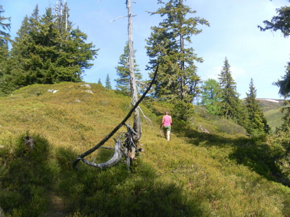 Heidelbeermatten am Lammstein